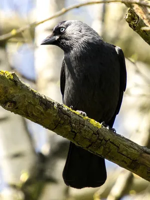 PHOTOS/aves/21 PASSERIFORMES CORVIDAE Corvus  monedula/birds_feeding_Corvus_monedula200912191044-5