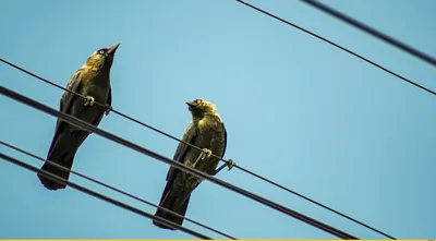 Галка (Corvus monedula) - «Моя идеальная птица. Опыт содержания галки в  домашних условиях, очень много фото. » | отзывы