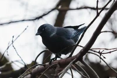 Галка (Corvus monedula). Птицы Сибири.