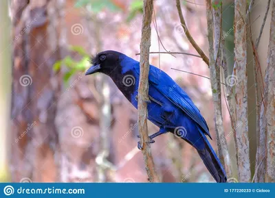 Галка даурская (Corvus dauuricus). Фотогалерея птиц. Фотографии птиц  России, Беларуси, Украины, Казахстана, Таджикистана, Азербайджана.