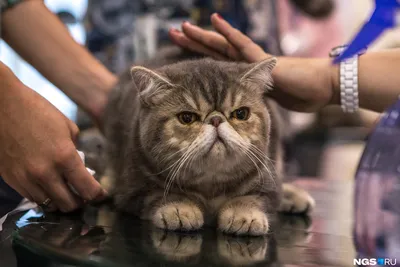 Экзоты и персы котята в Москве