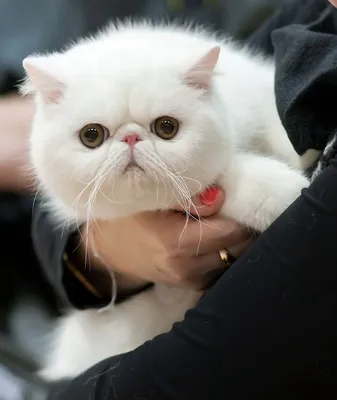 Персидский кот экзот фото