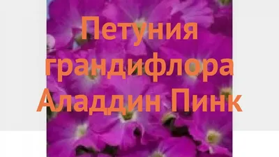 Петуния грандифлора Аладдин Пинк (aladdin pink) 🌿 обзор: как сажать,  семена петунии Аладдин Пинк - YouTube