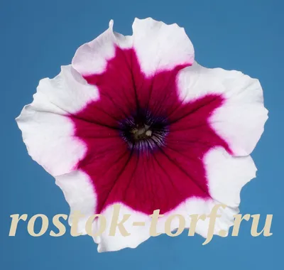 Каталог Петуния многоцветковая (Petunia hybrida F1 multiflora) Celebrity  Burgundy Frost, 10 драже от интернет магазина Росток-Торф - rostok-torf.ru