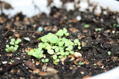 О выращивании рассады петунии подробно. Петуния из семян. Фото — Ботаничка