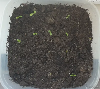 Петуния - «Мой опыт выращивания петунии из семян. Мои петунии на балконе» |  отзывы