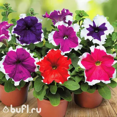 Петуния крупноцветковая смесь цветов с каймой семена от bufl.ru