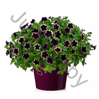 Купить петуния petunia x hybrida cascadias rim magenta по цене 2 Br в  интернет-магазине Юнифлор