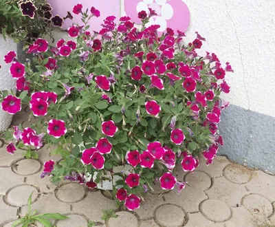 Лучшие сорта и гибриды петунии с разноцветными цветками | В цветнике  (Огород.ru)