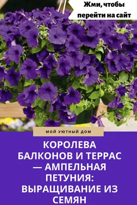 Рассада цветов, петунии, бархатцы в Уфе: записи сообщества | ВКонтакте