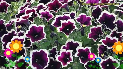 Петуния гибридная крупноцветковая Каскадиас Рим Мажента. Краткий обзор  petunia Cascadias Rim Magenta - YouTube