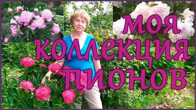 КОЛЛЕКЦИЯ ПИОНОВ В МОЁМ САДУ. - YouTube