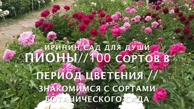 ПИОНЫ// 100 сортов в период цветения.// Знакомимся с сортами ботанического  сада. - YouTube