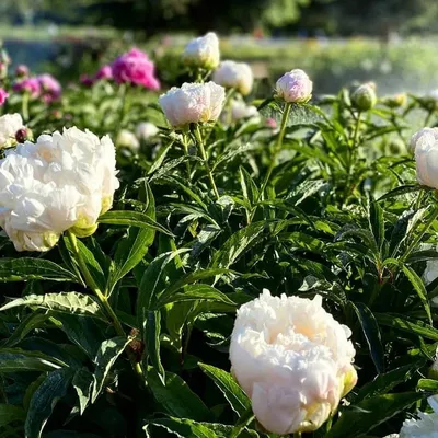 Массовое цветение пионов началось в ботаническом саду Симферополя - KP.RU