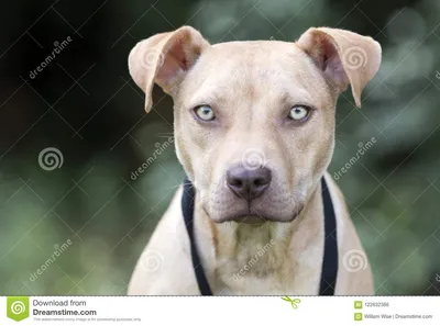 Портрет принятия собаки щенка Pitbull Стоковое Фото - изображение  насчитывающей класть, собака: 122632386