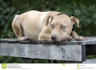 Унылая собака щенка Pitbull кладя на стол для пикника Стоковое Изображение  - изображение насчитывающей ñ„oñ‚o, ð±ñƒð»ñœð: 122632383