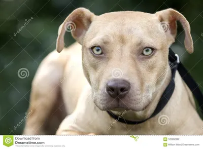 Портрет принятия собаки щенка Pitbull Стоковое Фото - изображение  насчитывающей ðºoð³o, ð¶ðµð½ñ‰ð¸ð½ð°: 122632392