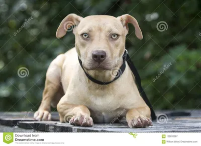 Портрет принятия собаки щенка Pitbull Стоковое Изображение - изображение  насчитывающей графство, поводок: 122632387