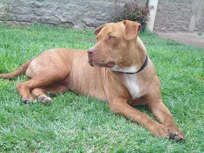 Американский питбультерьер (Питбуль) - фото, описание породы и характер  собаки
