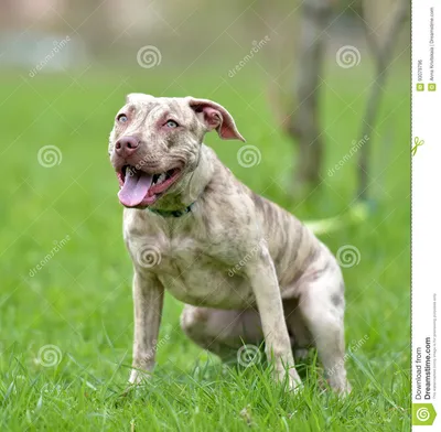 Терьер питбуля щенка 6 месяцев старых Стоковое Фото - изображение  насчитывающей ð²oñ€oñ‚, oñ ñ‚ð½o: 93079796
