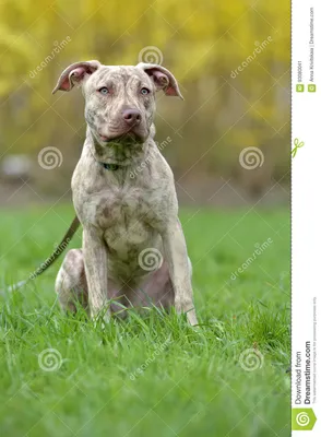 Терьер питбуля щенка 6 месяцев старых Стоковое Изображение - изображение  насчитывающей цвет, отечественно: 93080041