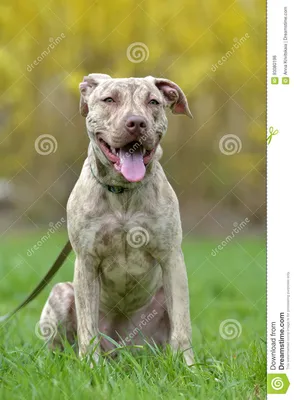 Терьер питбуля щенка 6 месяцев старых Стоковое Фото - изображение  насчитывающей ангстрома, старо: 93080198