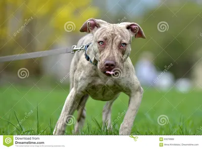 Терьер питбуля щенка 6 месяцев старых Стоковое Изображение - изображение  насчитывающей собака, прелестное: 93079989