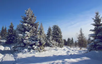 Пихта, Рождество, дерево, снег, Новый, год, задний план, зима, день отдыха,  игрушка