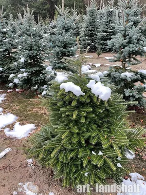 картинки : филиал, снег, зима, высокая, Погода, снежно, Пихта,  Рождественская елка, время года, Хвойное дерево, Ель, Огромный, Зимний,  Замораживание, Древесное растение, Наземный завод 3240x4320 - - 1249532 -  красивые картинки - PxHere