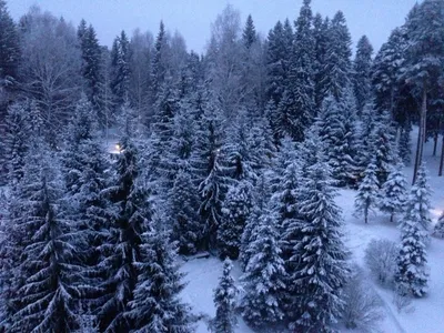 Бесплатное изображение: Хвойное дерево, снег, пихты, Мороз, замороженные,  лед