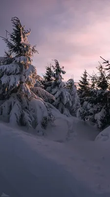 Обои снег, пихта, ель, зима, дерево для iPhone 6S+/7+/8+ бесплатно,  заставка 1080x1920 - скачать картинки и фото