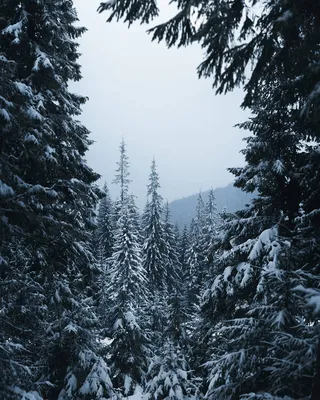 Обои nature, зима, fir-tree, макро, пихта, snow, light, снег, winter,  bokeh, ель, spruce, свет, природа, close-up, боке на рабочий стол