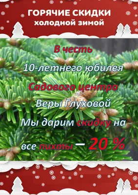 Пихта Нордманна (Abies nordmanniana) Зима 2012 - Альбомы - www.TVplaneta.ru  - форумы