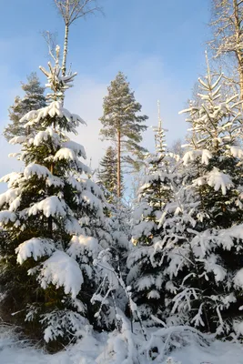 Обои зима, снег, Кегель ели, Пихта бальзамическая, белая сосна - картинка  на рабочий стол и фото бесплатно