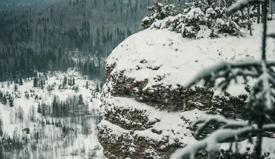 Конусный кипарис и зимний снег Фон, конусный, кипарис, зима фон картинки и  Фото для бесплатной загрузки