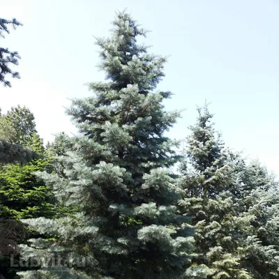 Ель и пихта: как отличить два главных новогодних дерева друг от друга |  Полярная крачка | Пульс Mail.ru