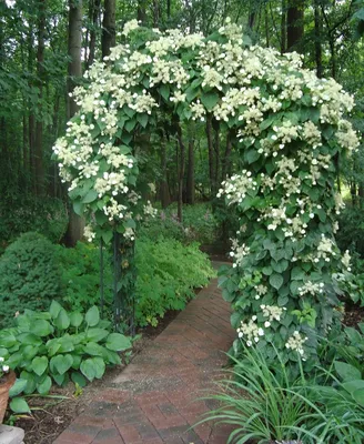 Гортензия черешковая вьющаяся (Hydrangea anomala petiolaris) - Зеленый сад