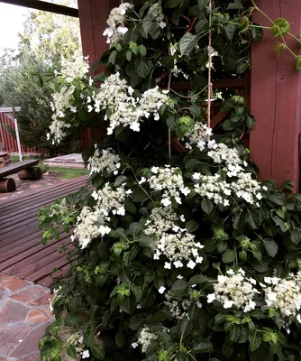 Гортензия черешковая вьющаяся (Hydrangea anomala petiolaris) - Зеленый сад