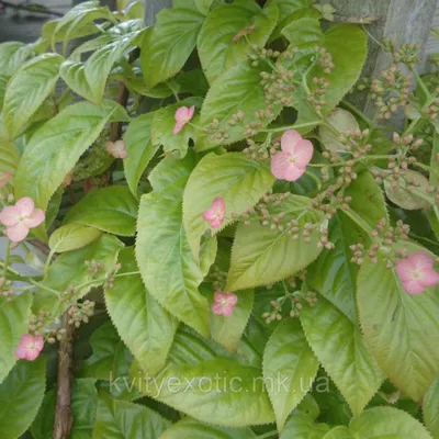 Гортензія в'юнка \"Crûg Coral\". Гортензия плетистая \"Crûg Coral\". Hydrangea  anomala \"Crûg Coral\"., цена 388 грн — Prom.ua (ID#1521601621)