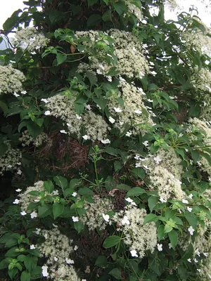 Гортензия плетистая петиоларис или Hydrangea anomala petiolaris |  Roslyny.com