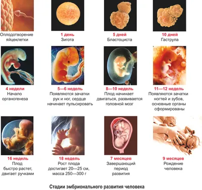 35—1. Онтогенез человека. Эмбриональное развитие человека
