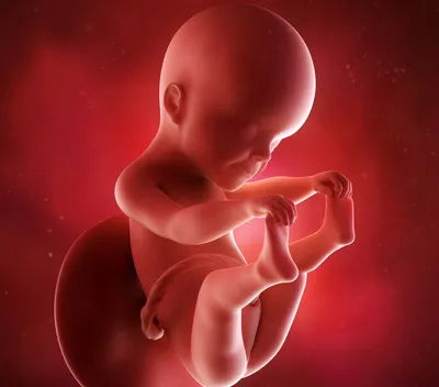 Особенности внутриутробного развития малыша — Материнство в Хабаровске