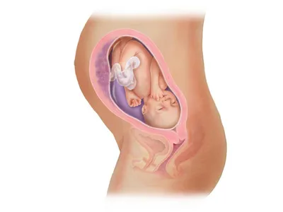 человеческий плод в матке научно точная 3d иллюстрация Иллюстрация штока -  иллюстрации насчитывающей воспроизводство, новорожденного: 222740083