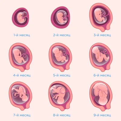 9 неделя беременности, все о беременности и родах. Как проходит девятая  неделя беременности - Телеграф