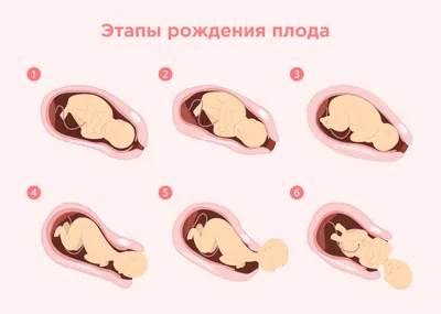 8-й месяц беременности: изменения в женском организме и развитие плода по  неделям – в картинках - agulife.ru
