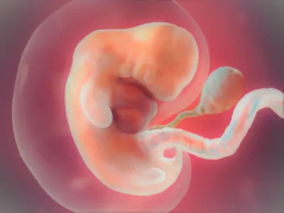26 неделя беременности: ощущения, признаки, развитие плода