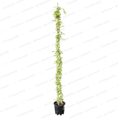Плющ обыкновенный Элегантиссима (Hedera helix Elegantissima) 10л -  Сочинский питомник декоративных растений