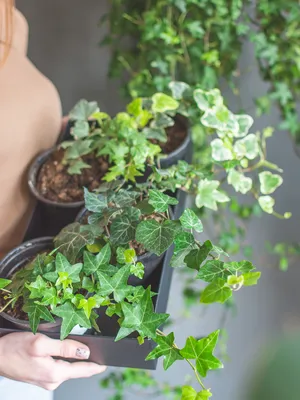 Плющ обыкновенный - Botanic Craft | Цветы и растения в Хабаровске