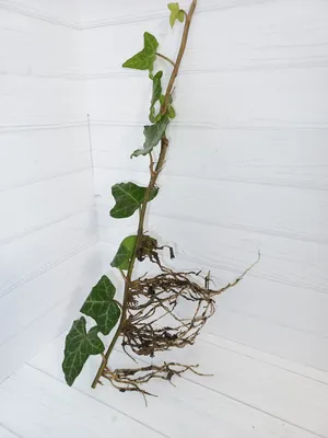 Плющ садовый обыкновенный (Hedera helix)-самая неприхотливая лиана для сада  - Хуторрок.ру