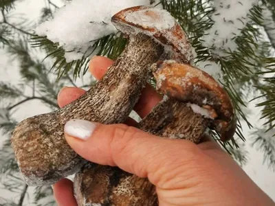 Петербурженка нашла под снегом зимние грибы - KP.RU